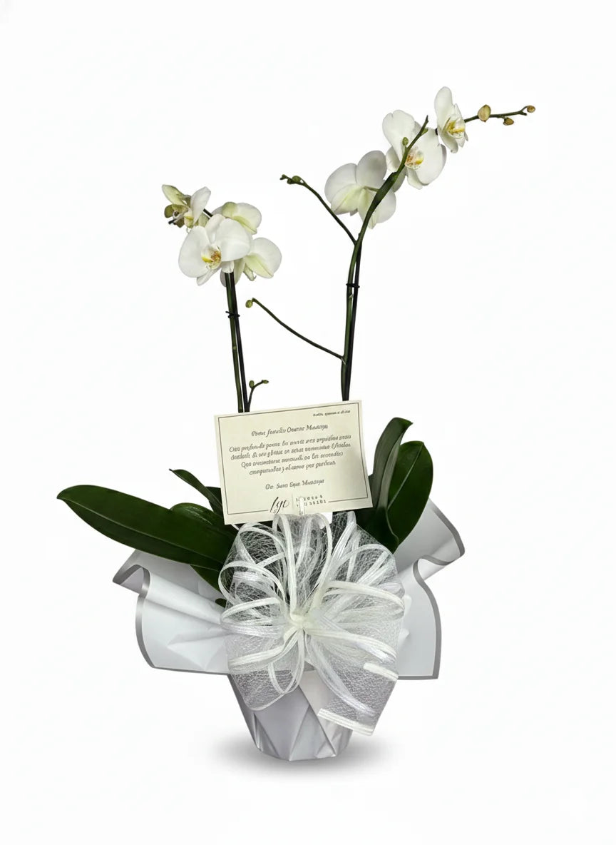 Planta de orquidea