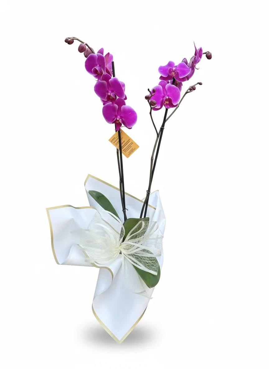 Planta de orquidea