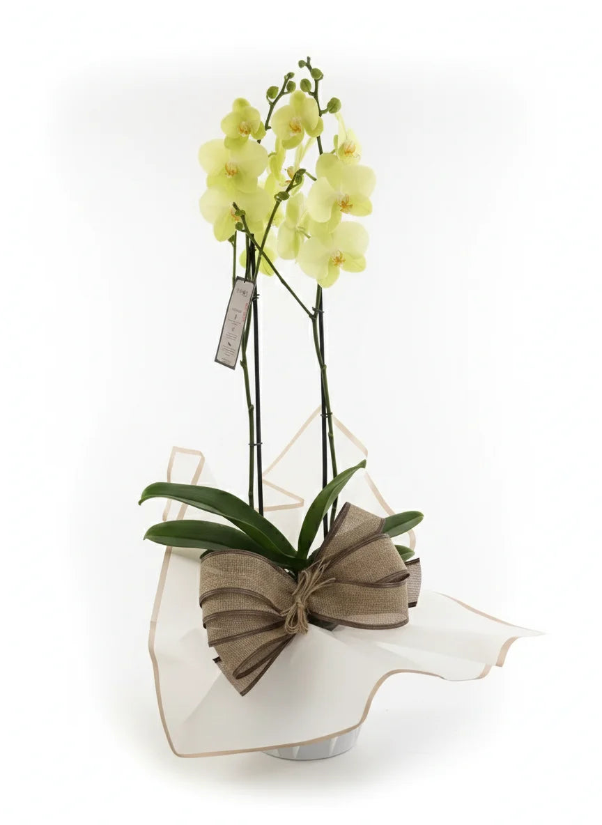 Planta de orquidea