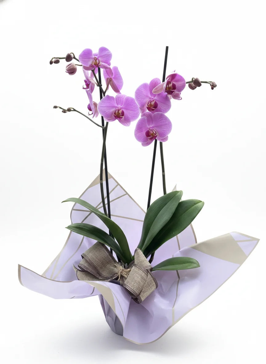 Planta de orquidea