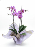 Planta de orquidea