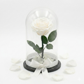 Rosa Charme